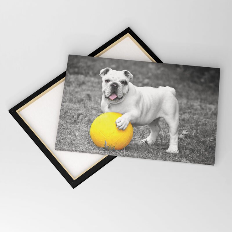 English Bulldog with Yellow Ball in Black & White Canvas Wall Art - Image 4