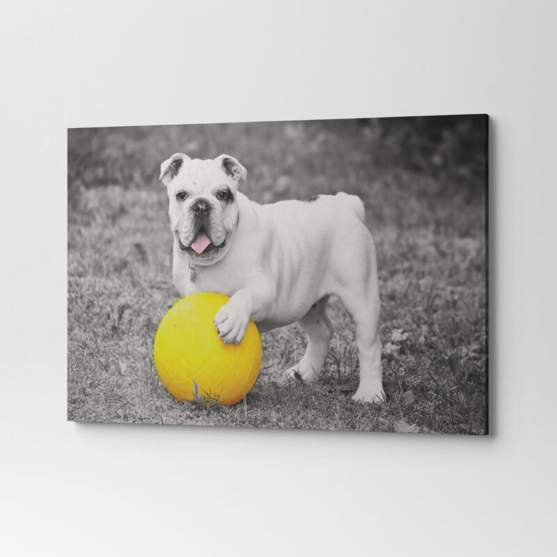 English Bulldog with Yellow Ball in Black & White Canvas Wall Art - Image 3