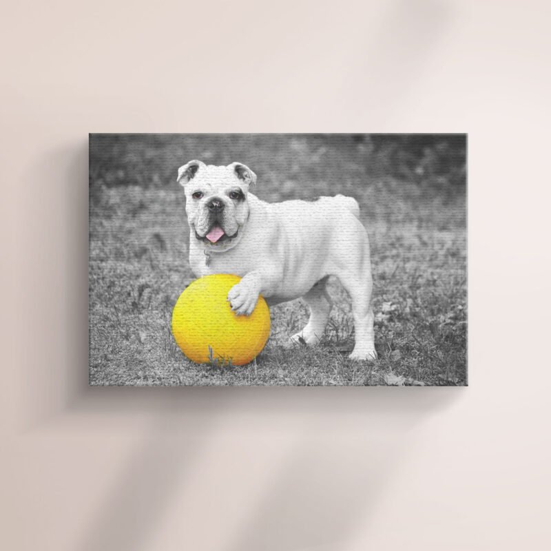 English Bulldog with Yellow Ball in Black & White Canvas Wall Art - Image 2